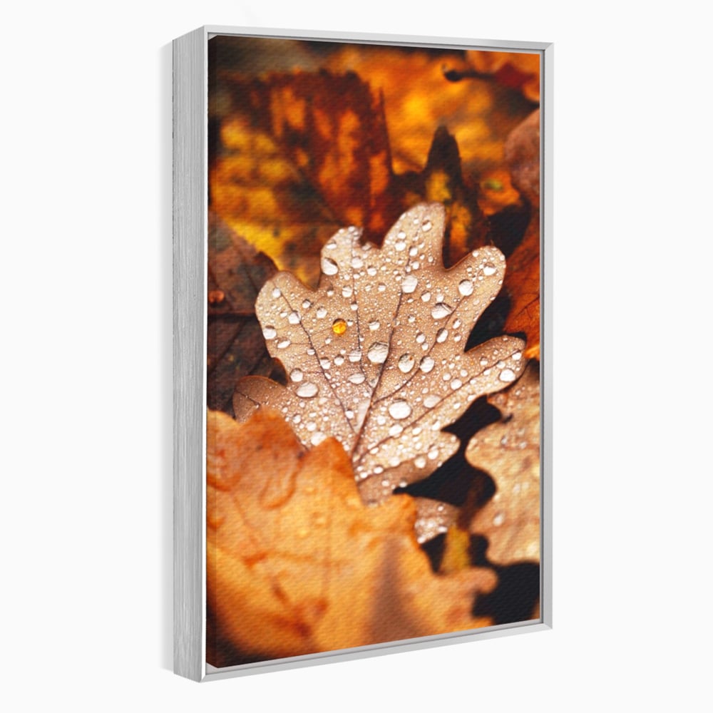 Tablou canvas cu frunza de stejar cu picaturi de roua, in rama de aluminiu argintiu